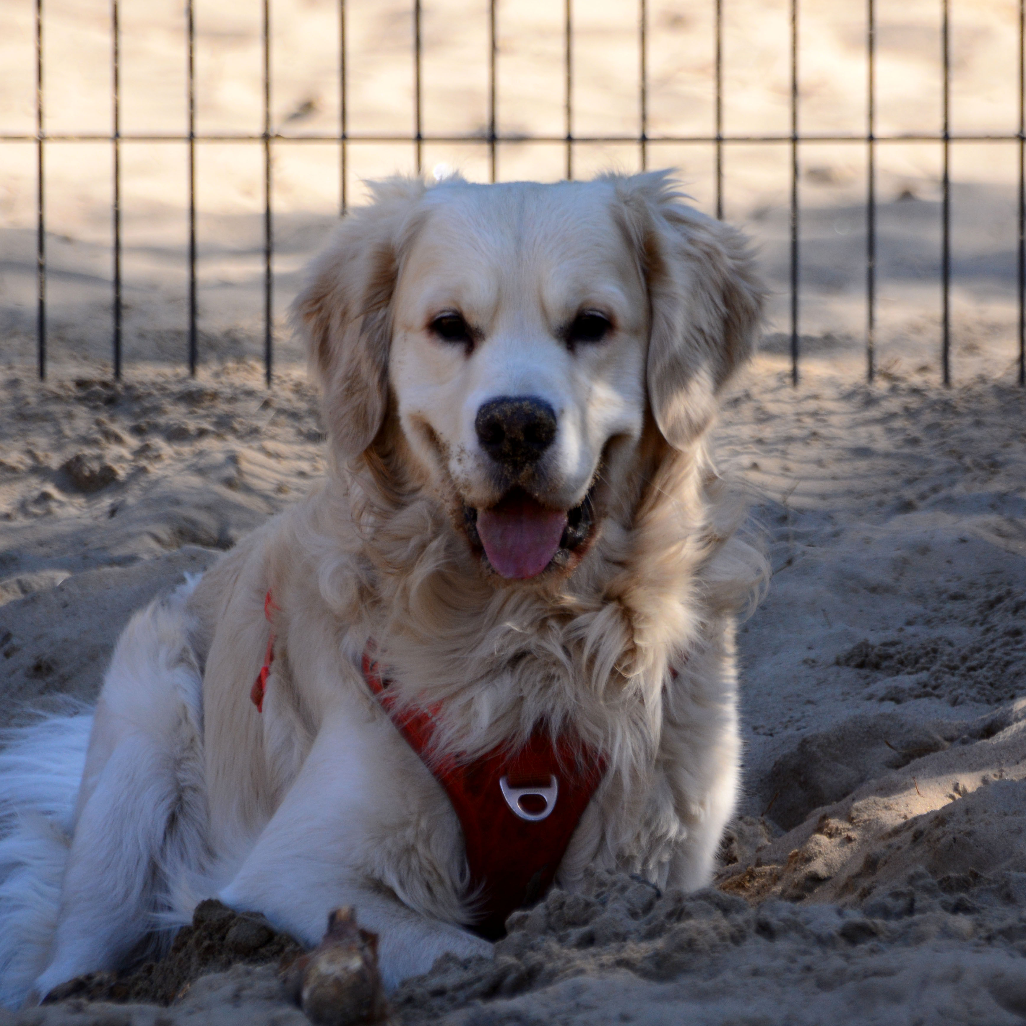 Camel — golden retriever