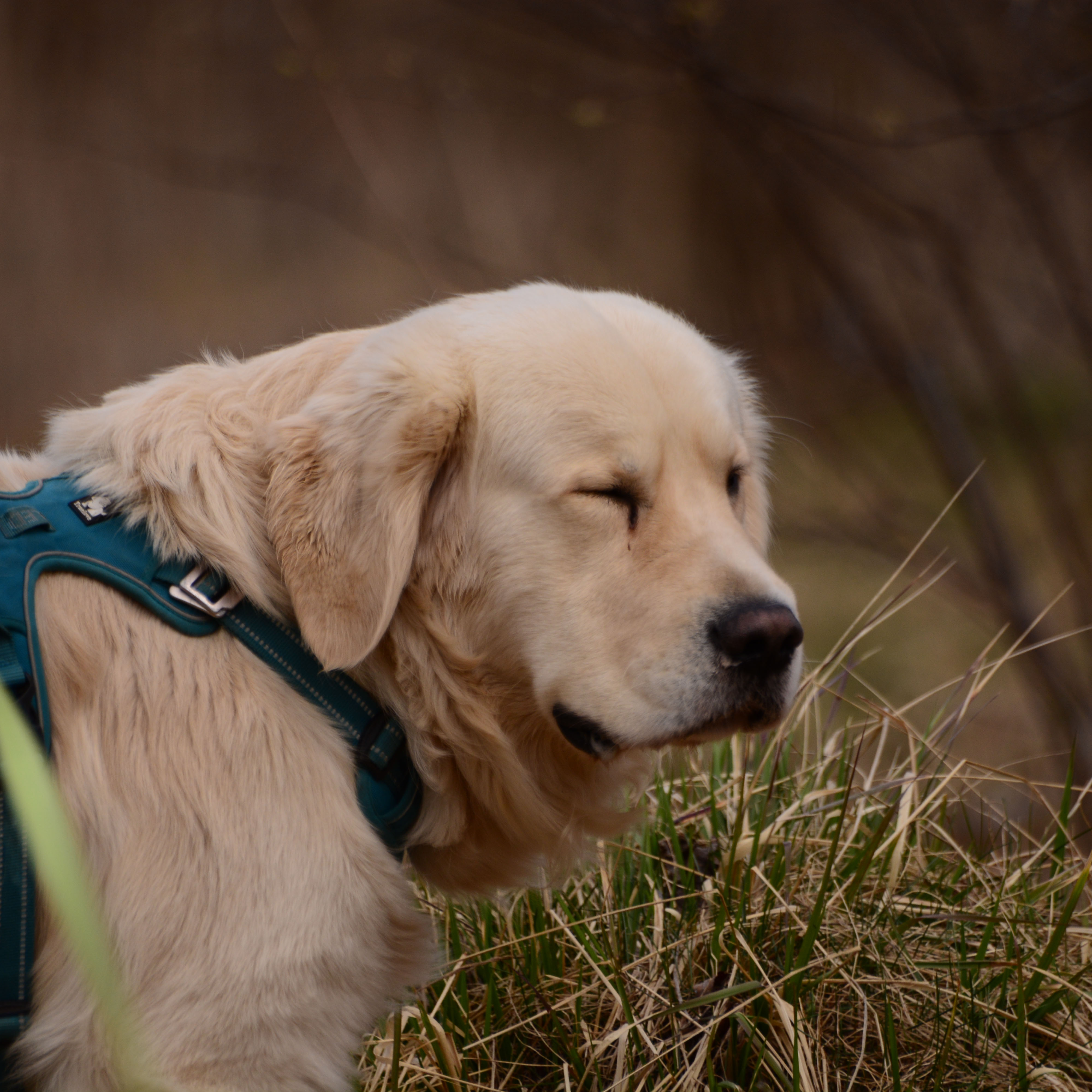 Figo — golden retriever